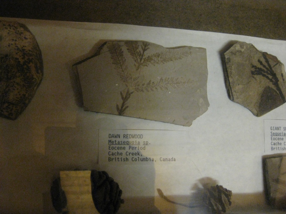 Metasequoia fossils from the Cache Creek Eocene
