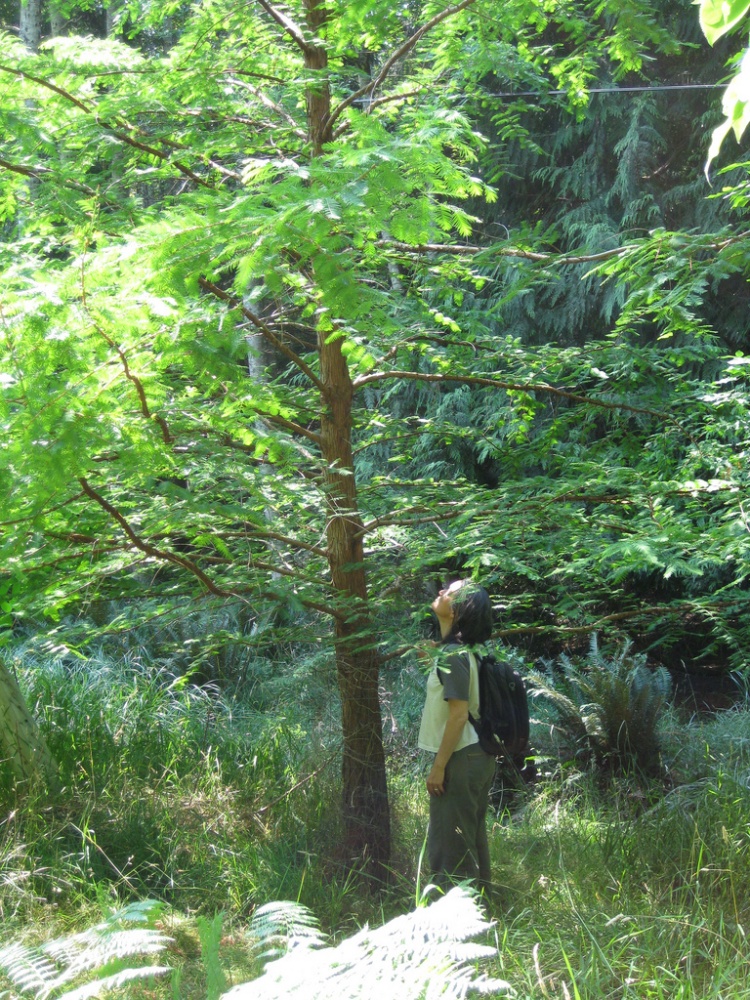 Metasequoia - Cortes Island, BC approx 12 years old