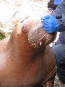 I am the walrus