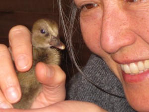 two day old duckling