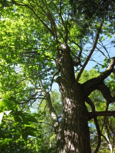 looking up into the canopy of an old chestnut