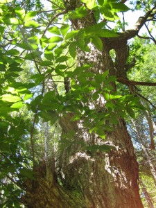 late after noon with chestnut leaves