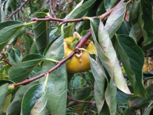 Russian persimmon close-up