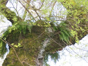 licorice fern on chinese elm