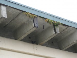 Licorice fern in artificial cliff habitat with pigeon