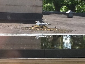 Glaucous-winged gull on rooftop