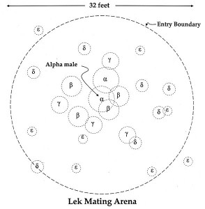 sage grouse lek diagram