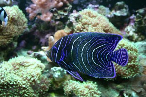 angelfish and its ever-changing stripes