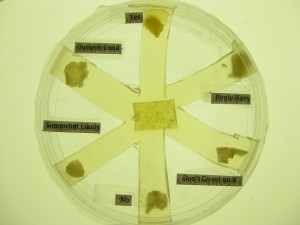 slime mould says 'yes!'