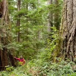 Cortes_Island_Old_Growth-76