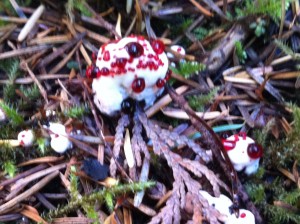 bleeding fungus