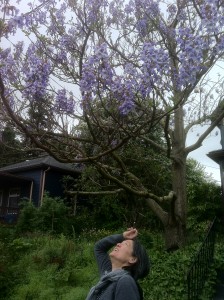 paulownia blossoms