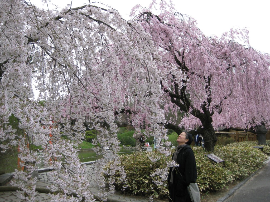 weeping cherries