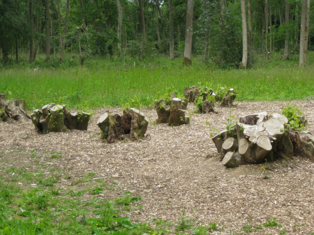 ancient linden coppice