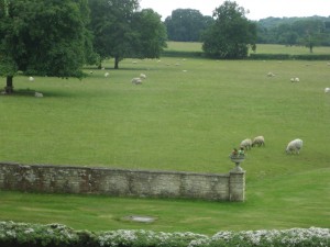sheep in the landscape