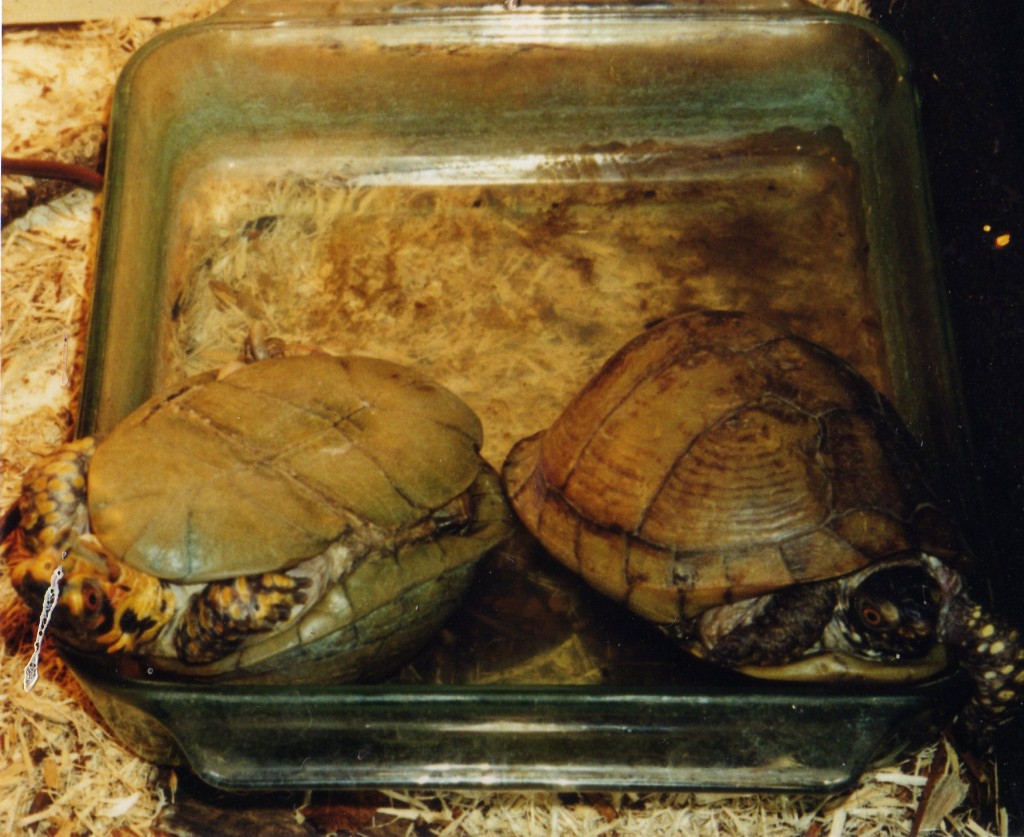 box turtles