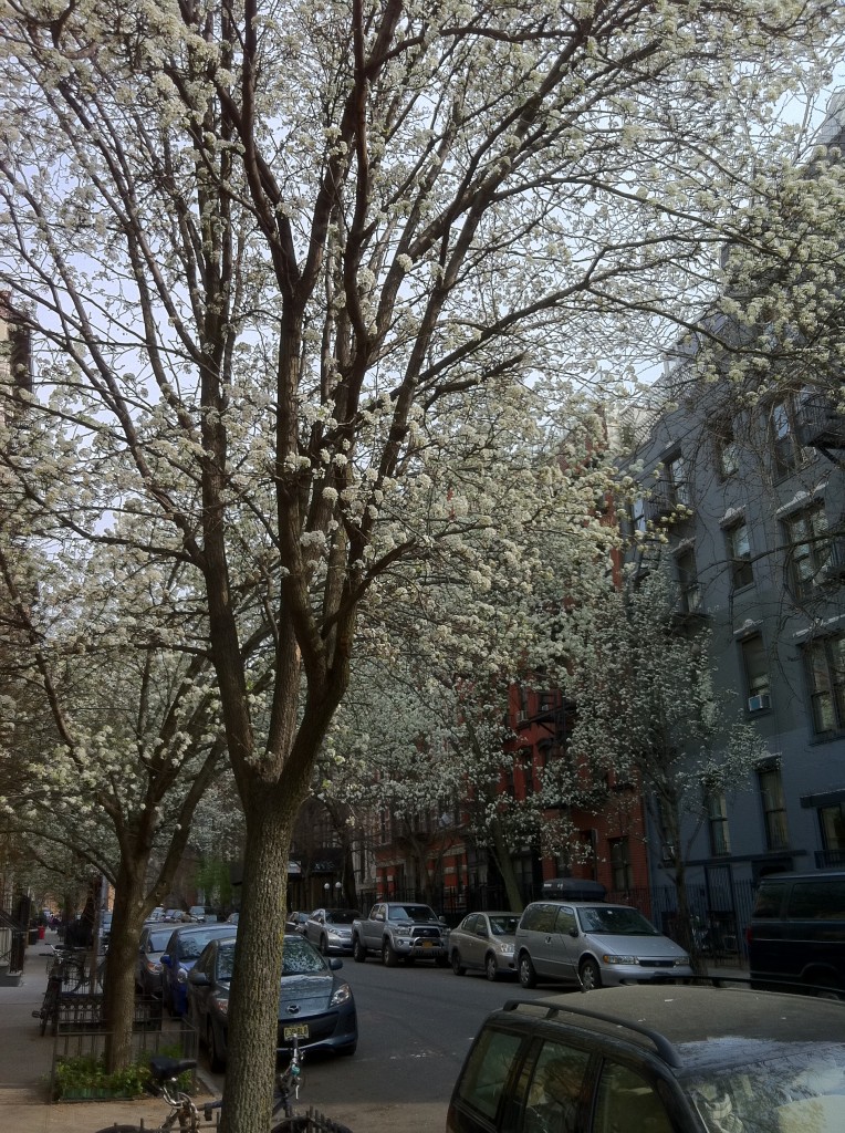 East Village spunk trees