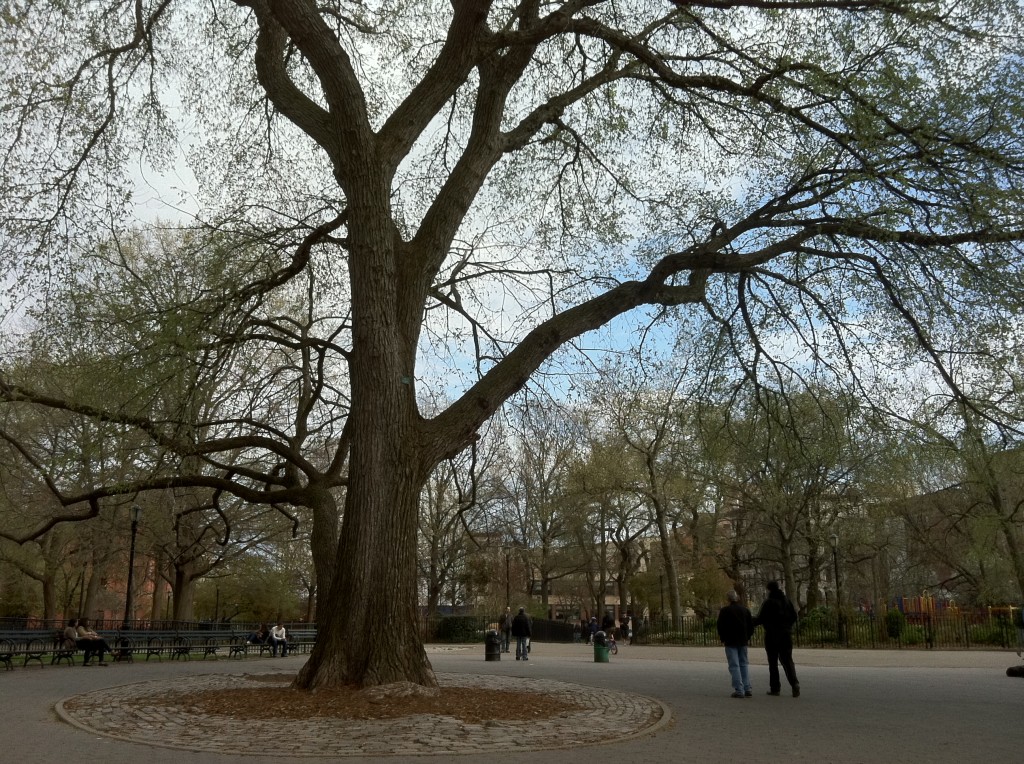 Tompkins Square American Elms