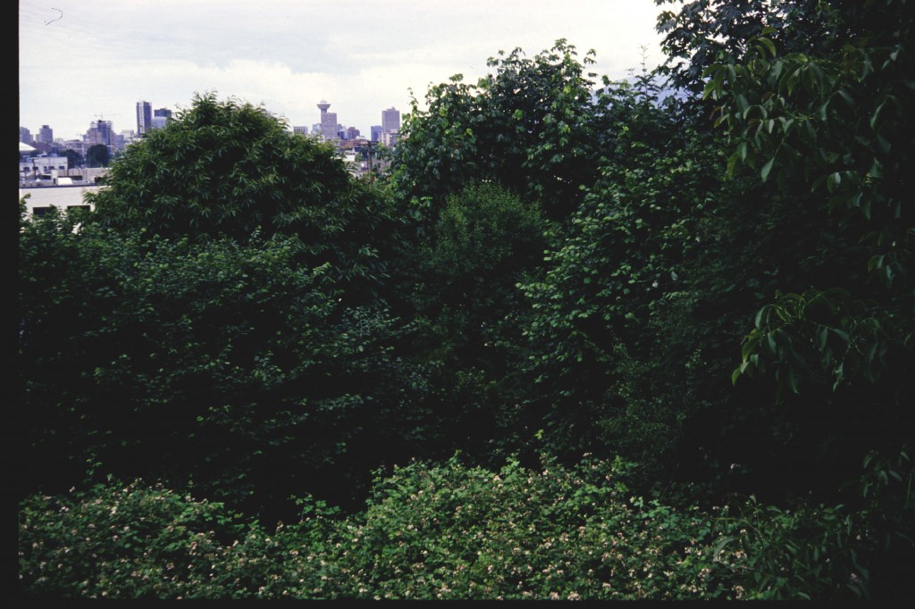 a well developed emergent forest of both native and exotic species - East Vancouver (1994)