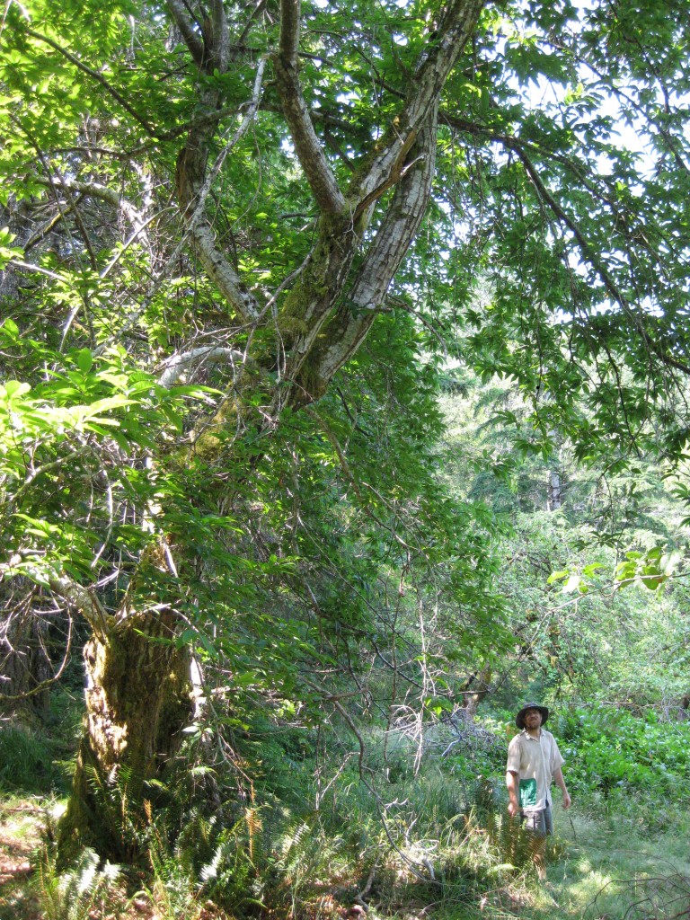 European Chestnut, Cortes Island.