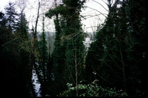 English Ivy on Douglas Fir