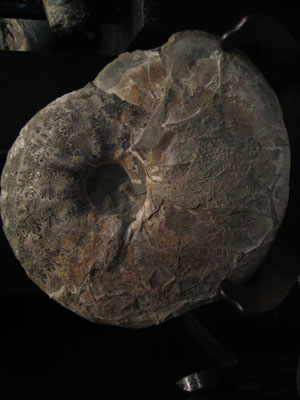 ammonite