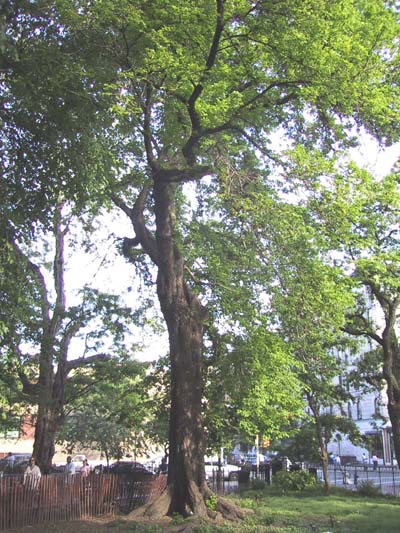 elm tree. Tompkins Square Park Elm Trees