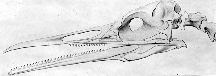 hesperornis skull