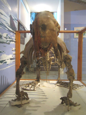 prehistoric walrus
