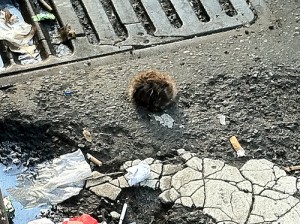 lost pom pom