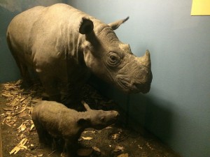 sumatran_rhino