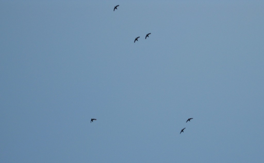 chimney swifts over North Troy